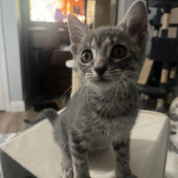 Annabelle -  Domestic Short Hair Cat Available for Adoption in Jupiter, Florida - Annabelle | PetCurious