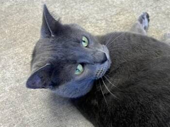 GUAVA -  Domestic Short Hair Cat for Adoption in Palo Alto, California - GUAVA | PetCurious