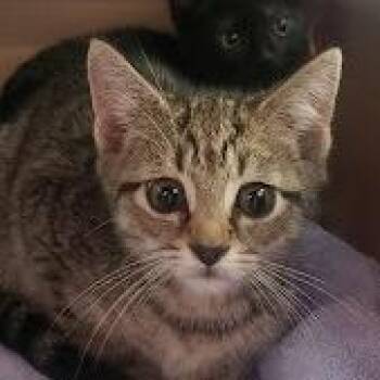 Edith -  Domestic Short Hair Cat for Adoption in Fairport, New York - Edith | PetCurious