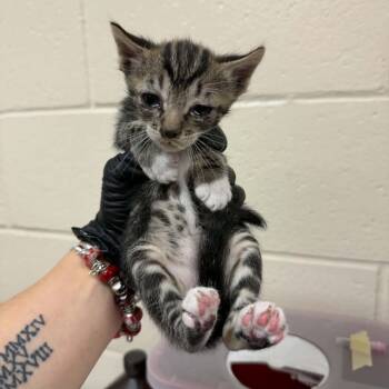 Palomino -  Domestic Short Hair Cat for Adoption in Reno, Nevada - Palomino | PetCurious