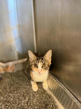 CLOE -  Domestic Short Hair Cat for Adoption in Houston, Texas - CLOE | PetCurious