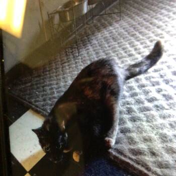 Mia -  Domestic Medium Hair Cat for Adoption in Bristol, Indiana - Mia | PetCurious