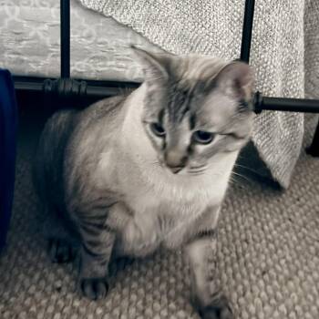 Rescue Domestic Short Hair Cats for Adoption - Ora: A Quiet Observer Looking For A Patient Companion | PetCurious