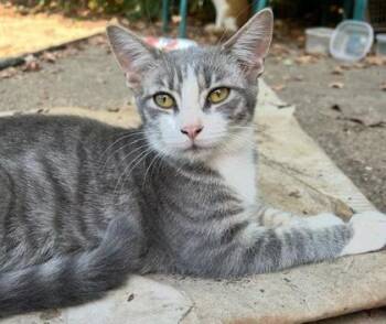 Mouse -  Domestic Short Hair Cat for Adoption in Memphis, Tennessee - Mouse | PetCurious