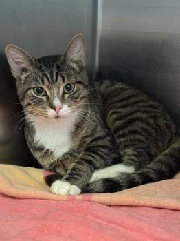 MOON -  Domestic Medium Hair Cat for Adoption in Dallas, Texas - MOON | PetCurious