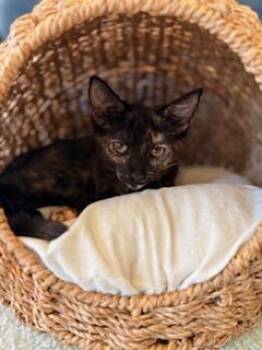 Rescue Tortoiseshell Cats for Adoption in Parlier, California - Ashlyn | PetCurious