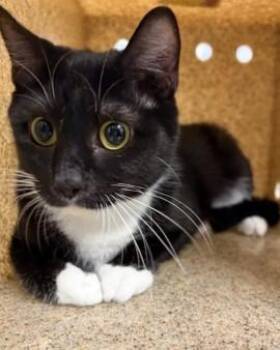 MARMEE -  Domestic Short Hair Cat for Adoption in Westminster, Maryland - MARMEE | PetCurious