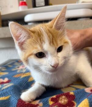 Dear John -  Domestic Short Hair Cat for Adoption in Marion, Ohio - Dear John | PetCurious
