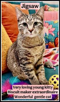 Tabby Cats Available for Adoption in Greenville, Delaware - Jigsaw (FICD# 04/14/2026 - 102) Willow Grove | PetCurious