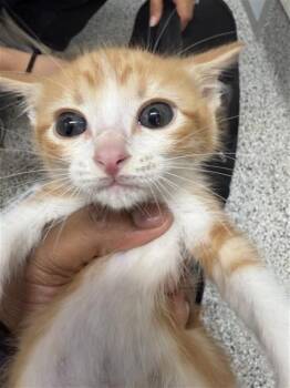 TANGERINE -  Domestic Short Hair Cat for Adoption in Houston, Texas - TANGERINE | PetCurious