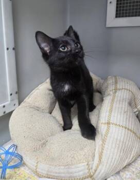 Rescue Domestic Short Hair Cats for Adoption in Cumming, Georgia - Hammy 1492-25 | PetCurious