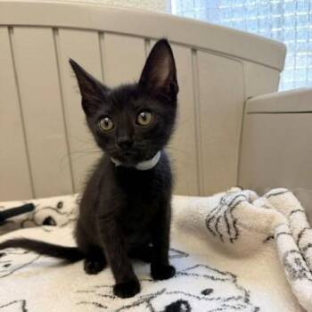 Miona -  Domestic Short Hair Cat for Adoption in Long Beach, California - Miona | PetCurious