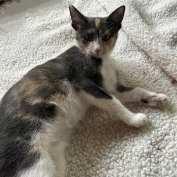 Suzy -  Domestic Short Hair Cat for Adoption in Roswell, Georgia - Suzy | PetCurious