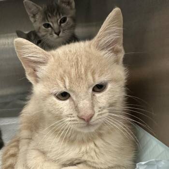 Wolfenheimer -  Domestic Short Hair Cat for Adoption in Corbin, Kentucky - Wolfenheimer | PetCurious