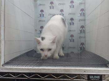 Domestic Short Hair Cats Available for Adoption - HANAKO | PetCurious