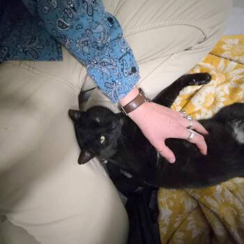 Domestic Short Hair Cats Available for Adoption - Shadow | PetCurious