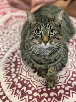 Sparta -  Domestic Short Hair Cat for Adoption in San Leon, Texas - Sparta | PetCurious