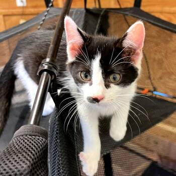 Sir Mysterio -  Domestic Short Hair Cat for Adoption in Brownsboro, Alabama - Sir Mysterio | PetCurious