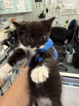 *PIP -  Domestic Short Hair Cat for Adoption in Woodland, California - *PIP | PetCurious