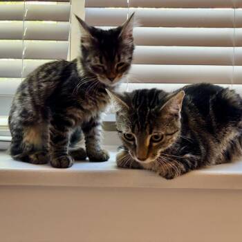 Rescue Domestic Short Hair Cats for Adoption in Evanston, Illinois - Pinkerton | PetCurious