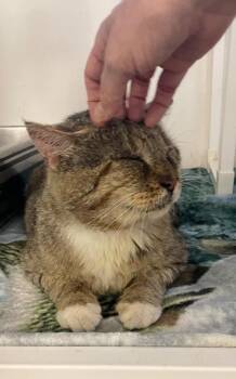 Sarge -  Domestic Short Hair Cat for Adoption in Westfield, New York - Sarge | PetCurious