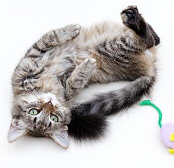 Pancakes is just the cutest floofiest love bug around -  Maine Coon and Siberian Cat for Adoption in Bedford Hills, New York - Pancakes Is Just The Cutest Floofiest Love Bug Around | PetCurious