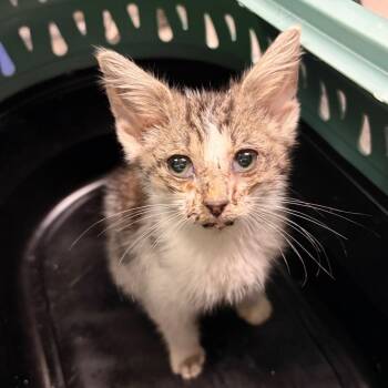 Seagull -  Domestic Medium Hair Cat for Adoption in Charleston, West Virginia - Seagull | PetCurious