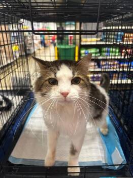 Meatloaf -  Domestic Medium Hair Cat for Adoption in Warrenville, South Carolina - Meatloaf | PetCurious