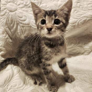 Carly* -  Domestic Short Hair Cat for Adoption in San Gabriel, California - Carly* | PetCurious