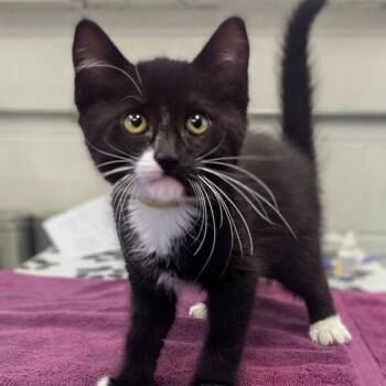 Ptera -  Domestic Short Hair Cat for Adoption in Medford, Oregon - Ptera | PetCurious