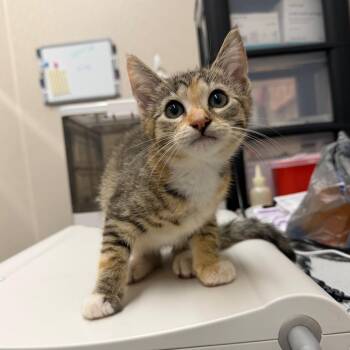 Duchess Zoomies -  Domestic Short Hair Cat for Adoption in Morganton, North Carolina - Duchess Zoomies | PetCurious
