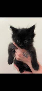 2026-28a Scuba -  Domestic Medium Hair Cat for Adoption in Windsor, Connecticut - 2026-28a Scuba | PetCurious