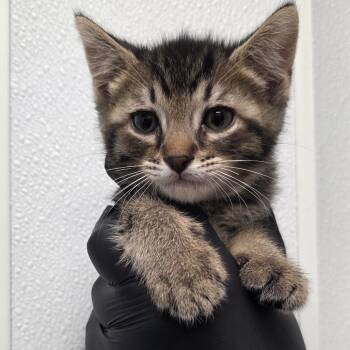 Little Raccoon Man -  Domestic Short Hair Cat for Adoption in Abilene, Texas - Little Raccoon Man | PetCurious