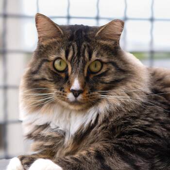 Jinkies -  Domestic Long Hair Cat for Adoption in Lakewood, Colorado - Jinkies | PetCurious