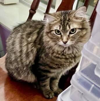 Tabby and Domestic Medium Hair Cats Available for Adoption - Mouse | PetCurious