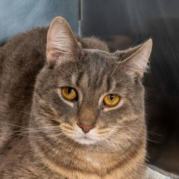 Irn-Bru -  Domestic Short Hair Cat for Adoption in Oakville, Ontario - Irn-Bru | PetCurious