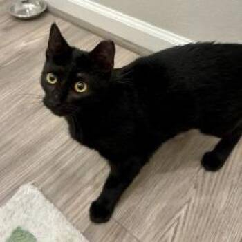 Domestic Short Hair and Bombay Cats Available for Adoption in League City, Texas - FIG | PetCurious