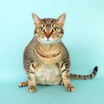 Gypsy -  Domestic Short Hair Cat for Adoption in Franklin, Tennessee - Gypsy | PetCurious