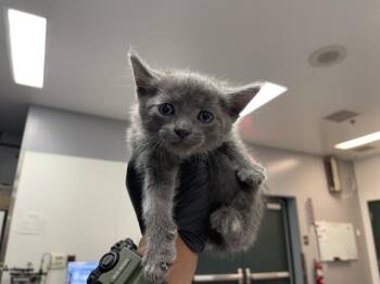 A1935220 -  Domestic Short Hair Cat for Adoption in Thousand Palms, California - A1935220 | PetCurious