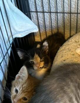 Lina -  Domestic Short Hair Cat Available for Adoption in Kimberlin Heights, Tennessee - Lina | PetCurious
