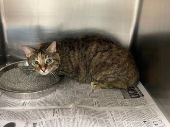 Miss Kitty -  Calico Cat for Adoption in Belton, Texas - Miss Kitty | PetCurious