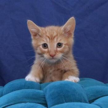 Domestic Short Hair Cats Available for Adoption in Rifle, Colorado - Alpine Gold | PetCurious