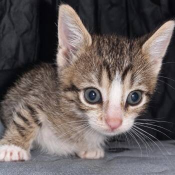 Uncle Grandpa 26 -  Domestic Short Hair Cat for Adoption in Austin, Texas - Uncle Grandpa 26 | PetCurious