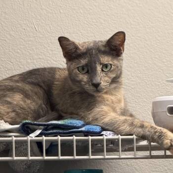 Rosie -  Domestic Short Hair Cat for Adoption in Liverpool, Texas - Rosie | PetCurious