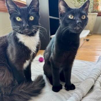 Rescue Domestic Short Hair Cats for Adoption in Carthage, New York - Sammie/Sophie | PetCurious