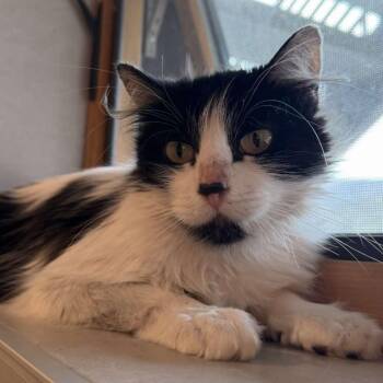 Domestic Long Hair Cats Available for Adoption in Eagle Mountain, Utah - Cookie Miller | PetCurious