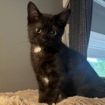 Eclipse -  Domestic Short Hair Cat for Adoption in Traverse City, Michigan - Eclipse | PetCurious