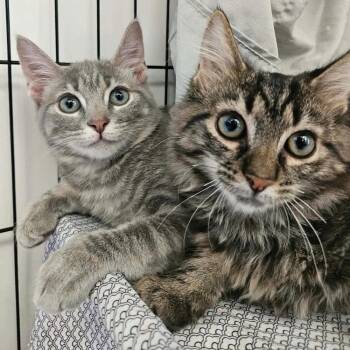 Nyman -  Domestic Short Hair Cat for Adoption in Candler, North Carolina - Nyman | PetCurious