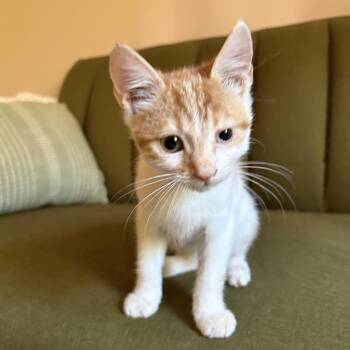 Pibb -  Domestic Short Hair Cat for Adoption in MS STATE UNIV, Mississippi - Pibb | PetCurious