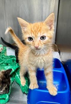 Joker -  Domestic Short Hair Cat for Adoption in Danielsville, Georgia - Joker | PetCurious